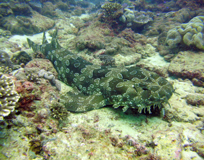 wobbegong-mimetized.webp wobbegong near the bottom of the ocean