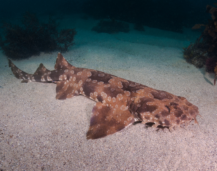 wobbegong-ocean.webp wobbegong shark at the bottom of the ocean laying over sand