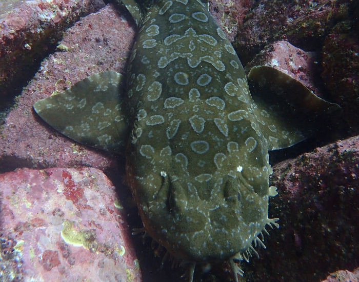a Wobbegong Shark on top of rocks