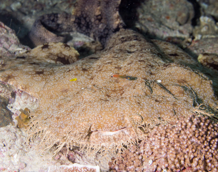 wobbegong-resting.webp Wobbegong close up very well camouflaged with the ocean floor
