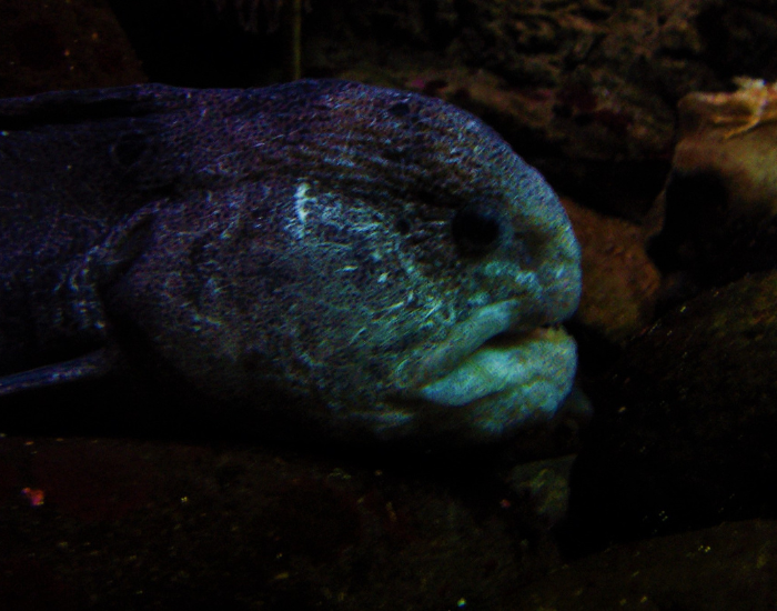 wolf-eel-close-up-3.webp close up of a wolf eel