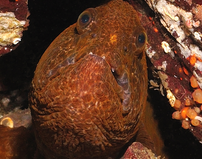 wolf-eel-close-up-4.webp Close up of a wolf eel