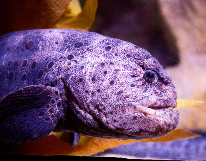 wolf-eel-close-up.webp close up of a wolf eel in a tank
