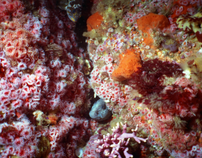 wolf-eel-hidden.webp wolf eel hidden