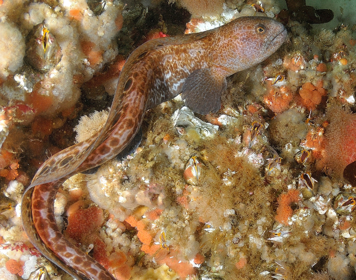 wolf-eel-laying-coral.webp wolf eel laying on coral reef underwater