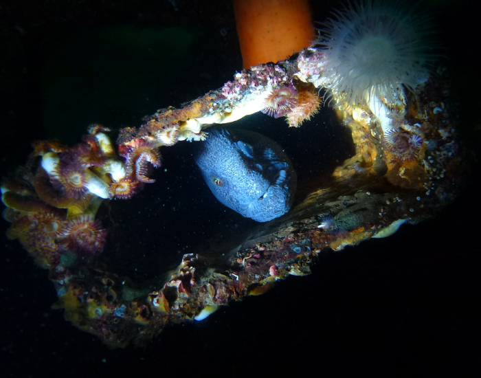 wolf-eel-night.webp Wolf eel lirking at night