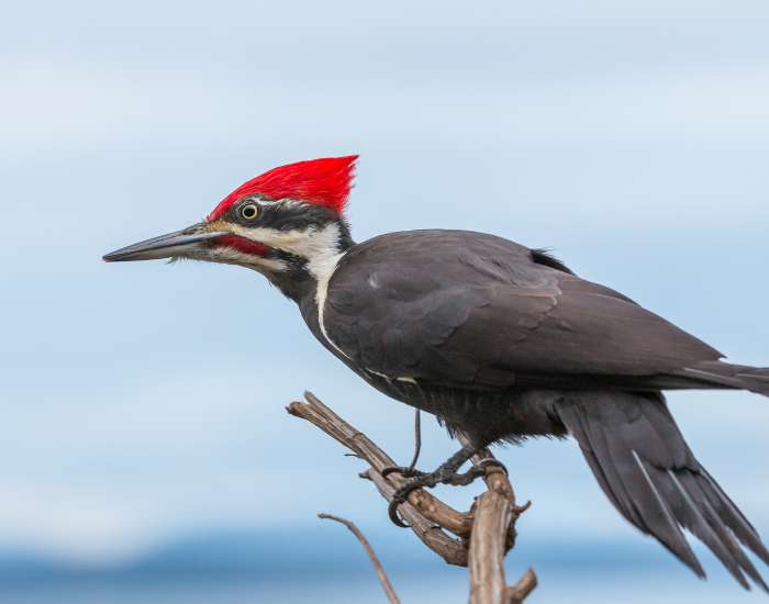 woodpecker.webp woodpecker perched on a tree branch