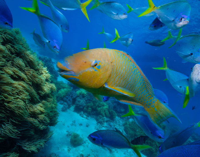 Parrot fish feeding with many fish behind