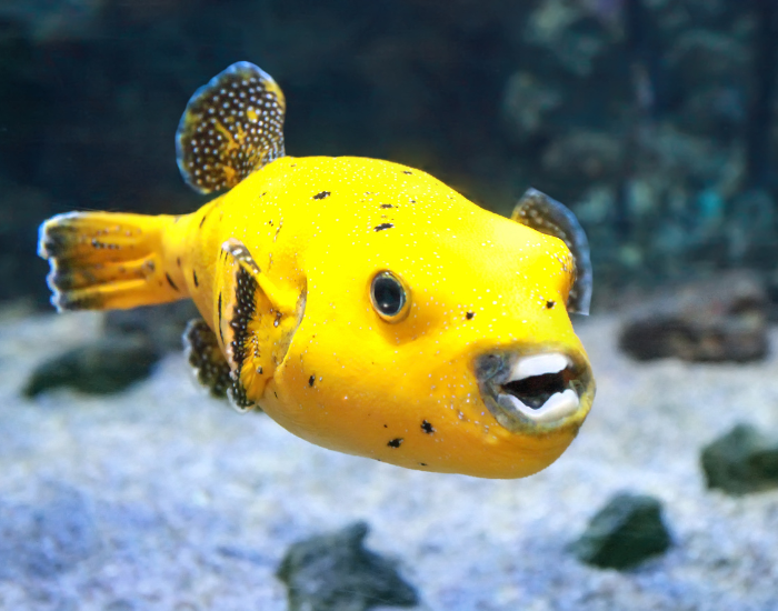 yellow puffer fish showing its mouth/beak