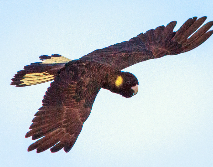 yellow-tail-black-cockatoo-flying-2.webp yellow tail black cockatoo flying