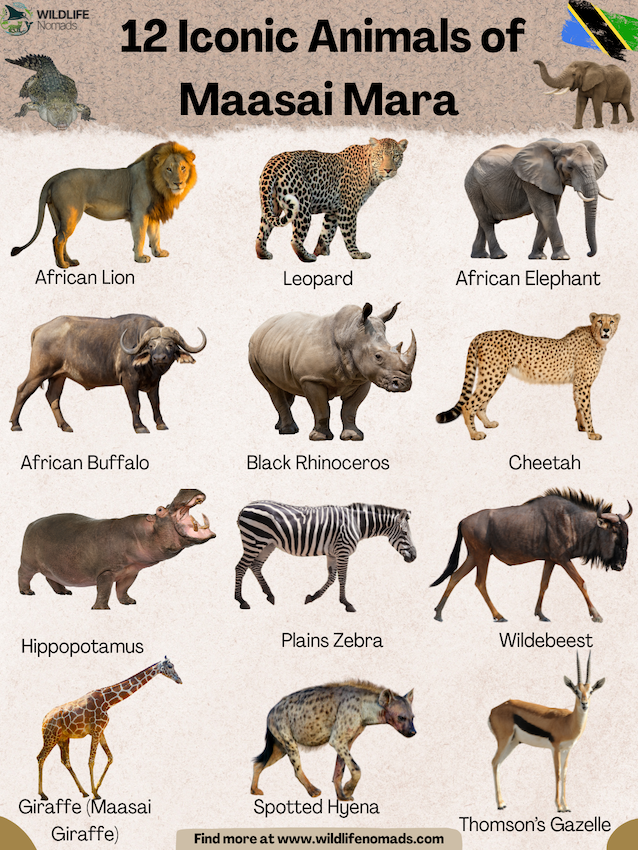 12-Iconic-Animals-of-Maasai-Mara-.webp infographic showing 12 Iconic Animals of Masai Mara