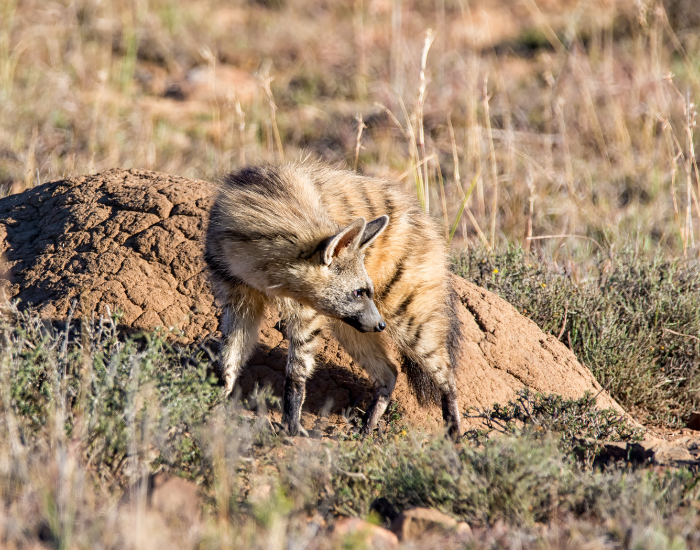 Aardwolf-1.webp aardwolf next to a termite mound