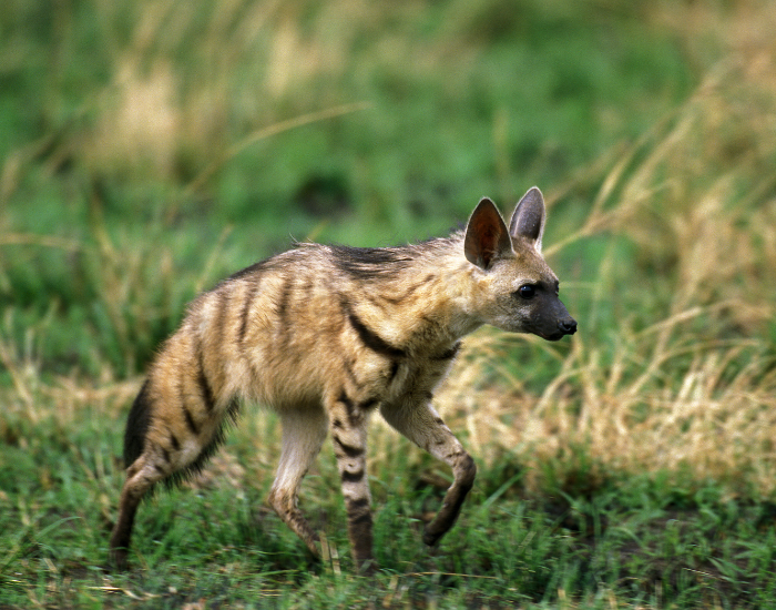Aardwolf-walking-grass.webp Aardwolf walking in the wild