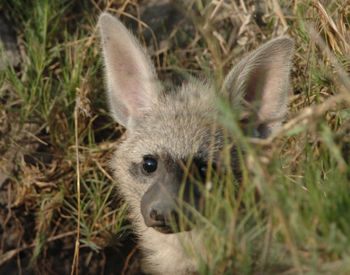 Aardwolf-11.webp close up of an aardwolf face hidden within the grass