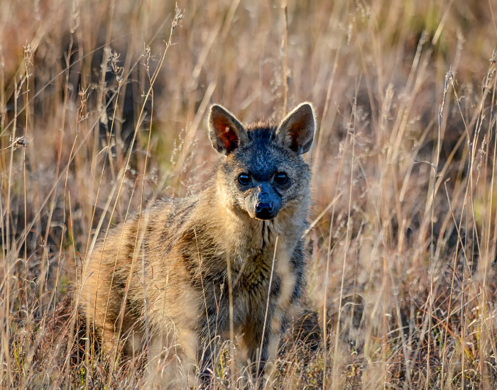 Aardwolf-in grass.webp Aardwolf in the wild