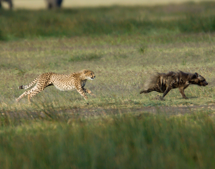 Aardwolf-8.webp cheetah chasing an aardwolf