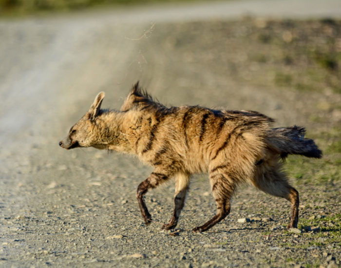 Aardwolf-crossing street.webp aardwolf crossing a road