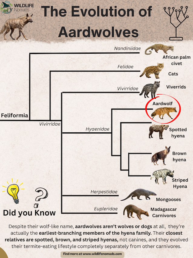 Aardwolf-Evolution-.webp Aardwolf Evolution infographic