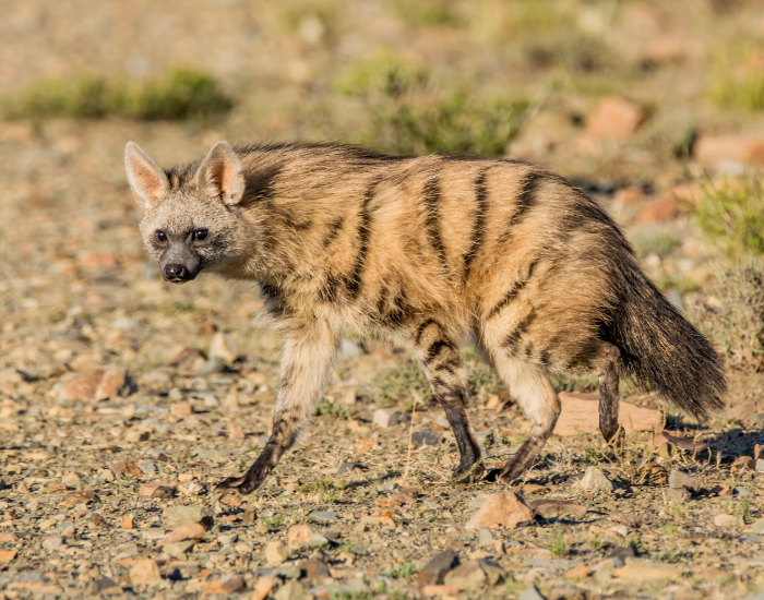 aardwolf in the wild wlaking