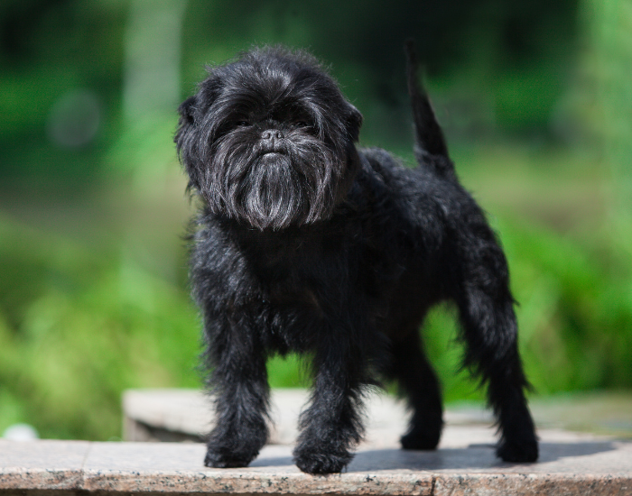 Affenpinscher on grass