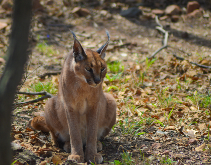 African-Golden-Cat-Caracal-aurata.webp African Golden Cat sitting in the wild