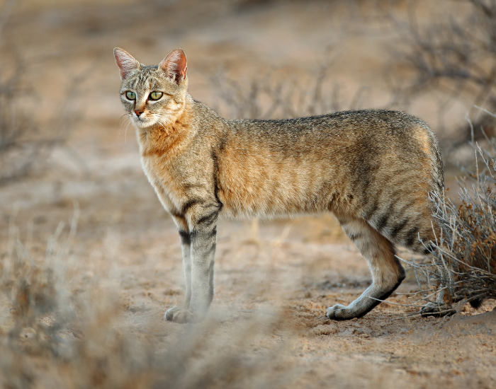 African-Wildcat-Felis-lybica.webp African Wildcat in the wild standing still