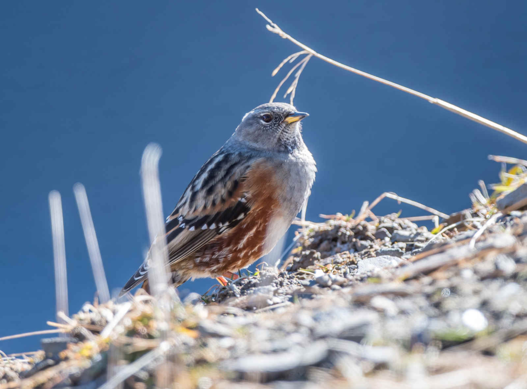 Alpine-Accentor_DSC4067_Balangshan-Oct-25-2021.webp Alpine Accentor in the wild