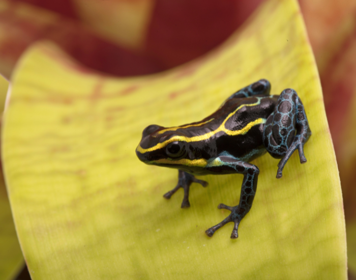 Amazonian-Poison-Dart-Frog-Ranitomeya-ventrimaculata.webp Amazonian Poison Dart Frog close up standing over a leaf