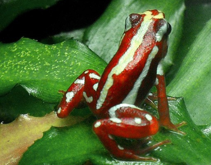 Anthonys-Poison-Arrow-Frog-Epipedobates-anthonyi.webp Anthony's Poison Arrow Frog (Epipedobates anthonyi)