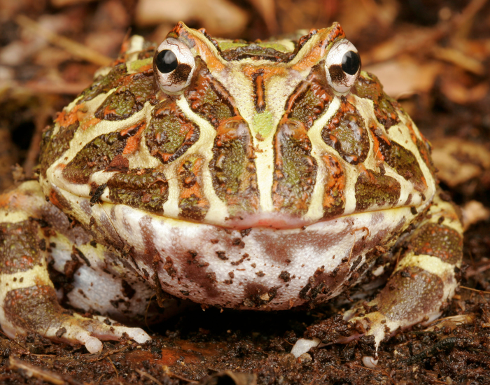 Argentine-horned-frog.webp close up of a Argentine horned frog