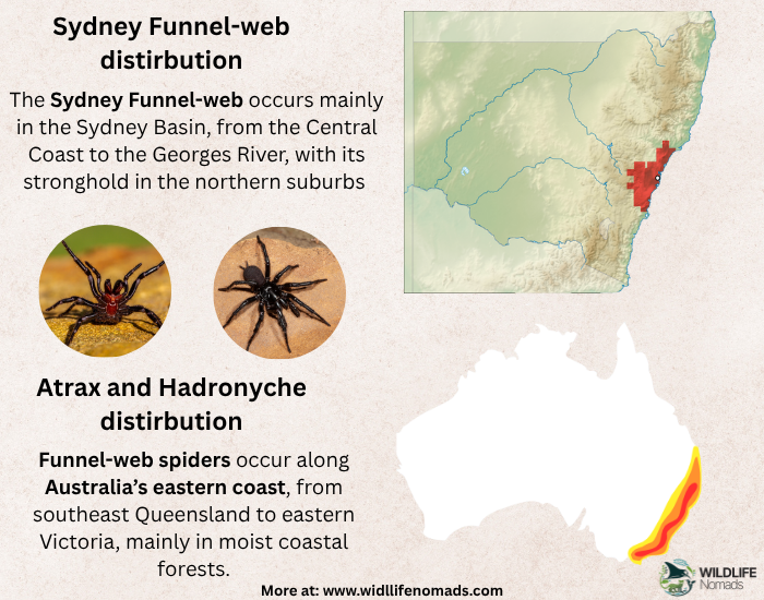 Australian-funnel-web-distribution.webp Australian funnel web distribution