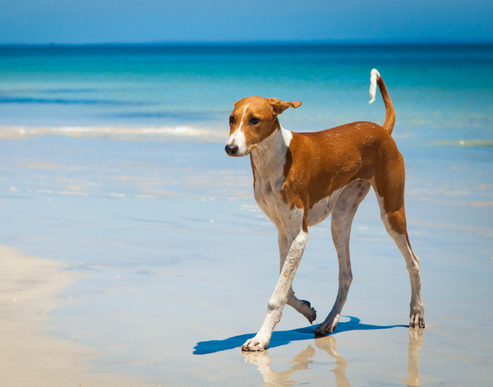 Azawakh dog walking on a beach