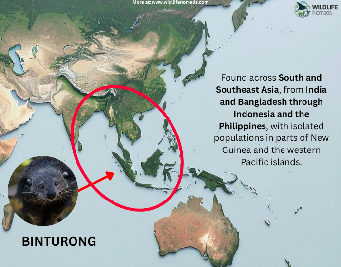 BINTURONG-DISTIRBUTION.webp Binturongs distribution map