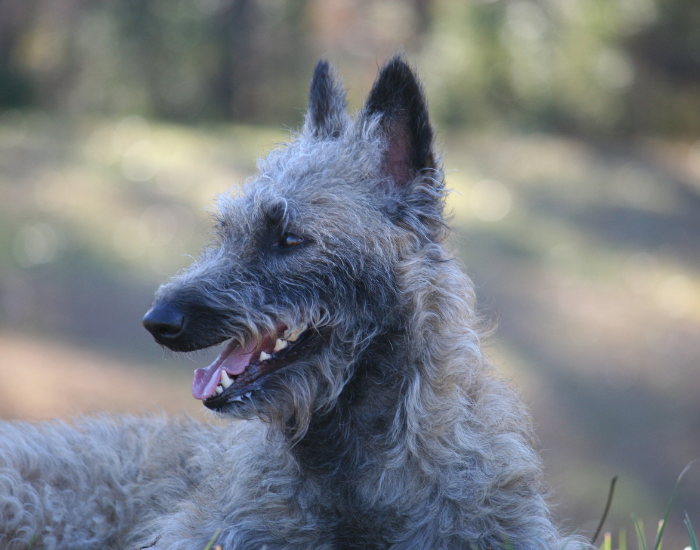 Belgian Laekenois close up