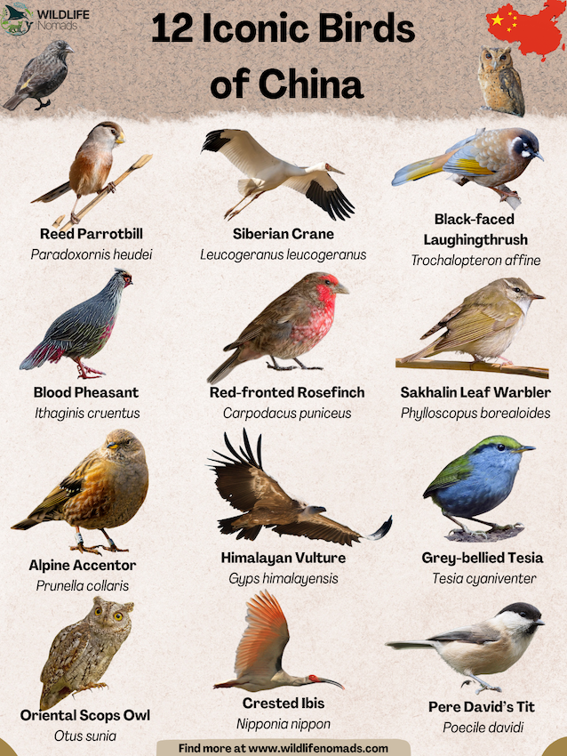 Birds-of-China.webp infographic showing birds of china