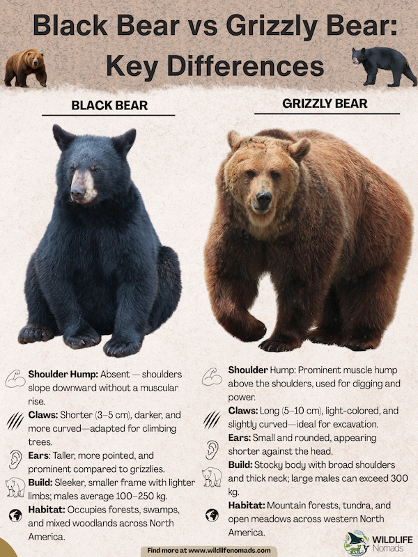 Black-Bear-vs-Grizzly-Bear-Key-Differences-INFOGRAPHIC.webp Black Bear vs Grizzly Bear: Key Differences INFOGRAPHIC