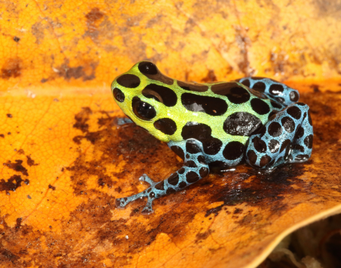 Black-Jeans-Poison-Frog-Ranitomeya-variabilis.webp a Black-Jeans Poison Frog
