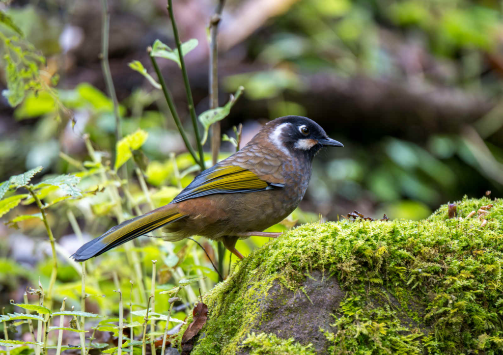 Black-faced-Laughingthrush_DSC4716-Enhanced-NR_Laojunshan-Oct-25-2025.webp Black-faced Laughingthrush in the wild surrounded by nature