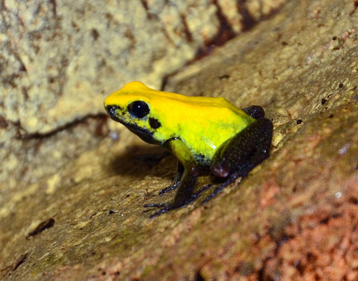Black-legged-Poison-Frog-.webp a Black-legged Poison Frog standing over a rock