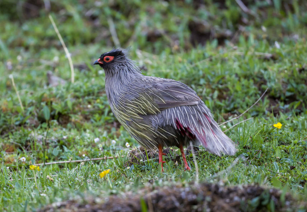 Blood-Pheasant_DSC7490_Balangshan_Jun-04-2023.webp Blood Pheasant on the ground