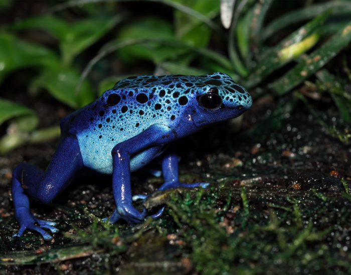 Blue-Poison-Dart-Frog-Dendrobates-tinctorius-Azureus.webp Blue Poison Dart Frog close up
