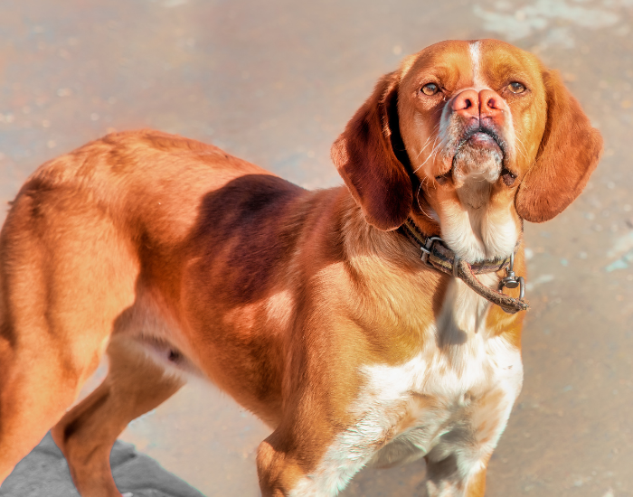 Catalburun (Turkish Pointer) on the beach