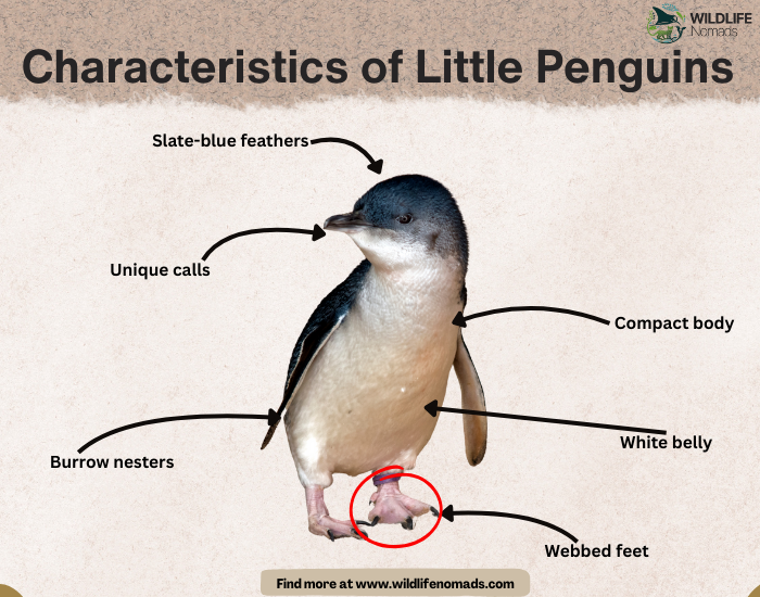 Characteristics-of-Little-Penguins.webp Characteristics of Little Penguins infographic