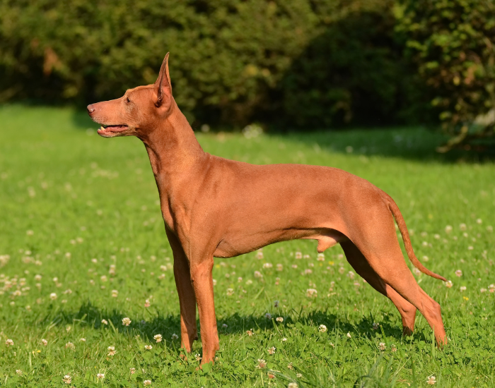 Cirneco dell’Etna dog standing over grass