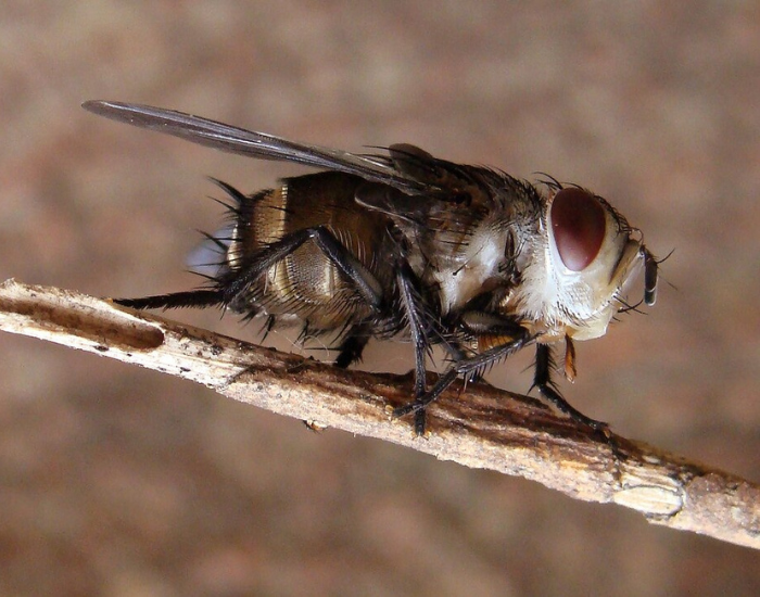 Compsilura-concinnata.webp Compsilura concinnata close up