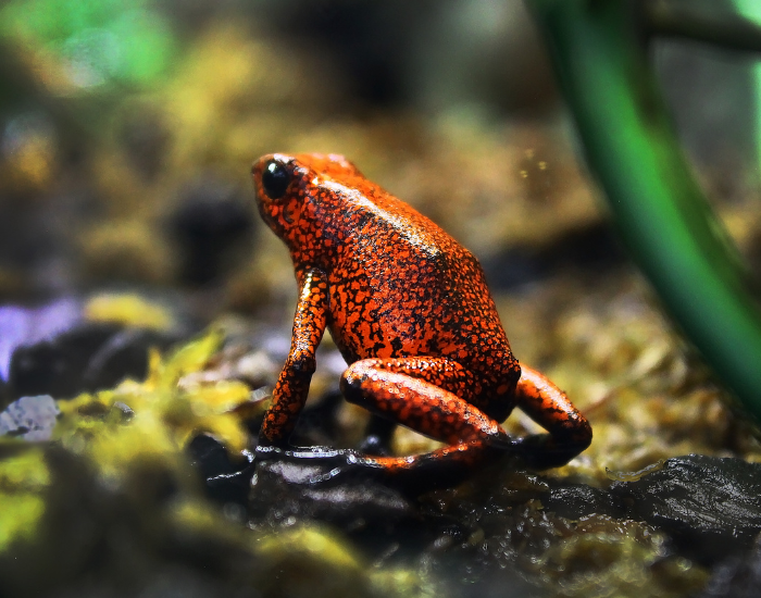 Diablito-Poison-Frog-Oophaga-sylvatica.webp a Diablito Poison Frog standing over ground