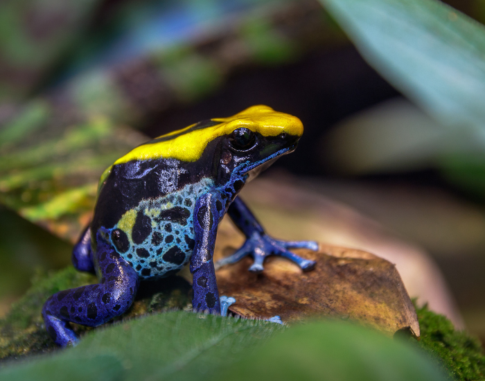 Dyeing-Poison-Frog-Dendrobates-tinctorius.webp a Dyeing Poison Frog standing over bark and leaves
