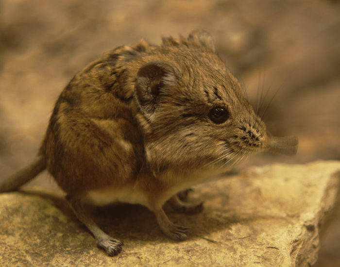 Etendeka-Round-eared-Sengi.webp Etendeka Round-eared Sengi close up