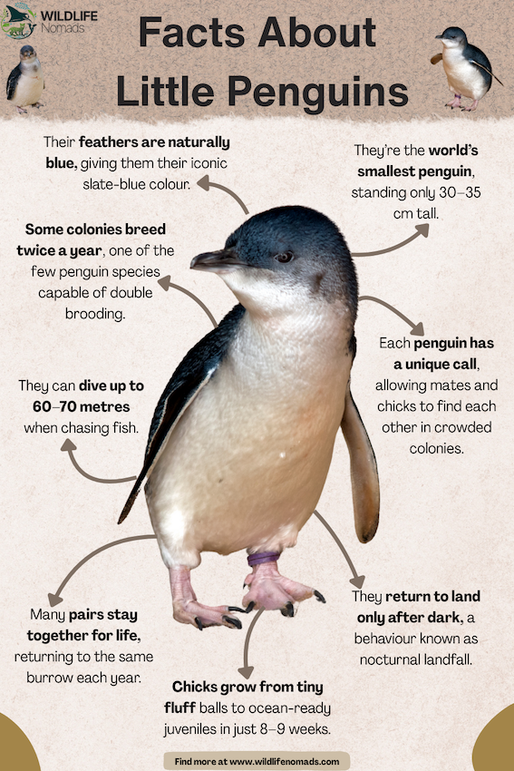 Facts-About-Little-Penguins.webp Facts about little penguins infographic