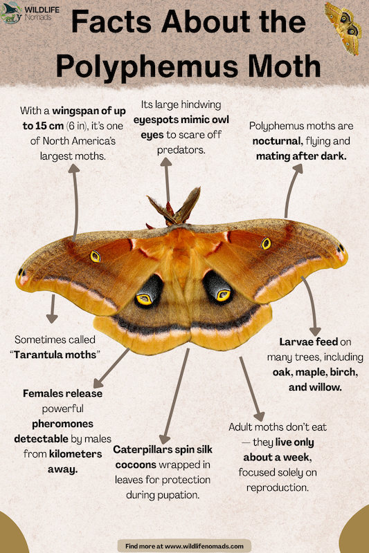 Facts-About-tarantula-Polyphemus-Moth.webp infographic about Facts About tarantula Polyphemus Moth